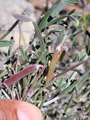 Indigofera sp-aff-platypoda