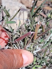 Indigofera sp-aff-platypoda