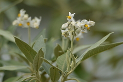Solanum granulosoleprosum