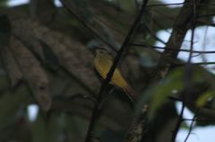 Myiodynastes hemichrysus