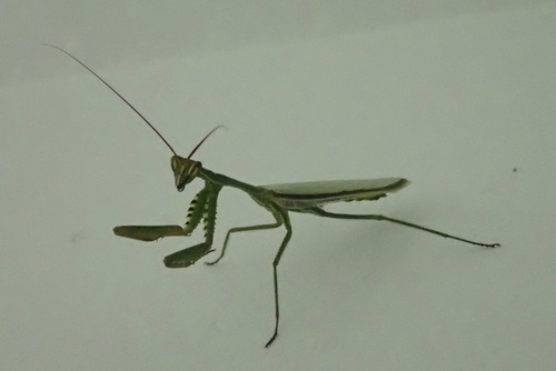 Cardioptera squalodon