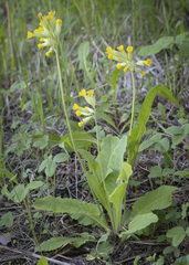 Primula veris macrocalyx