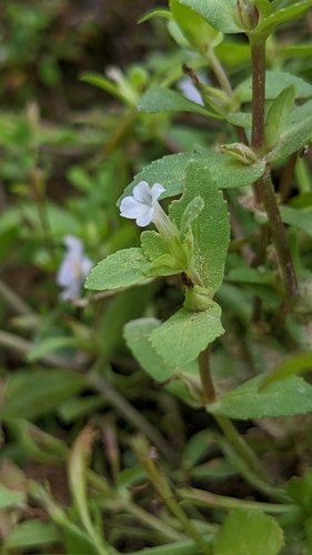 Limnophila fragrans iNat (3)