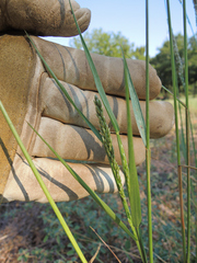Tridens albescens