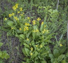 Primula veris macrocalyx