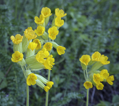 Primula veris macrocalyx