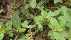 Limnophila fragrans