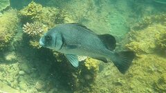 Plectorhinchus gibbosus