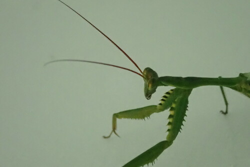 Cardioptera squalodon