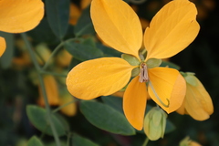 Senna macranthera