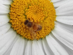 Apis mellifera