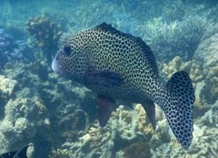 Plectorhinchus chaetodonoides
