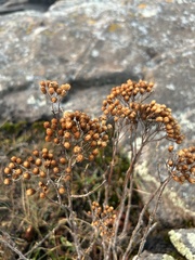 Achillea millefolium