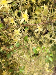 Clematis foetida