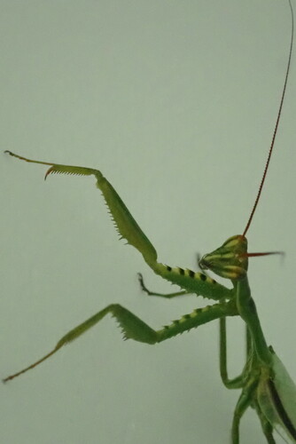 Cardioptera squalodon