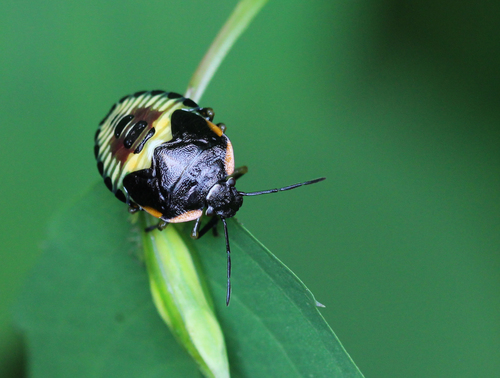 Green Stink Bug, photo 6 of 10