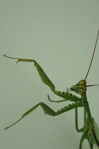 Cardioptera squalodon