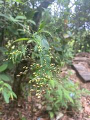 Dichanthelium latifolium