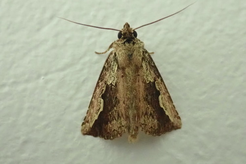 Gopha pulchra