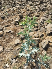 Argemone subfusiformis