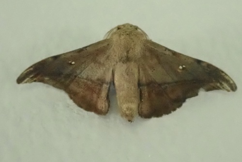 Gonogramma submarcata