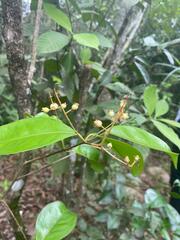 Myrcia