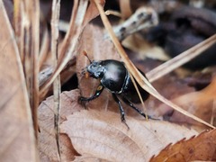 Geotrupes splendidus