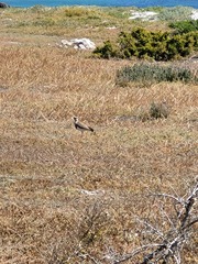 Vanellus coronatus
