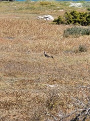 Vanellus coronatus