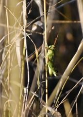 Campylacantha olivacea