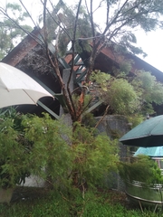 Melaleuca alternifolia