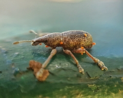 Curculionidae