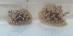 Halgerda willeyi