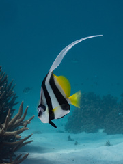 Heniochus acuminatus
