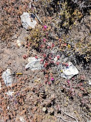 Cephalophyllum rostellum
