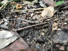 Stenocercus erythrogaster