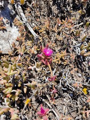 Cephalophyllum rostellum
