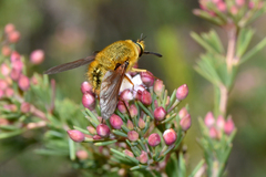 Sisyromyia rutila