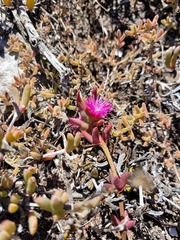 Cephalophyllum rostellum