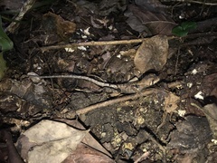 Stenocercus erythrogaster