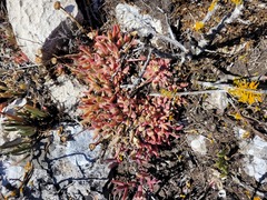 Cheiridopsis rostrata