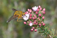 Sisyromyia rutila