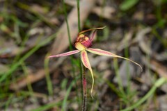 Caladenia reticulata