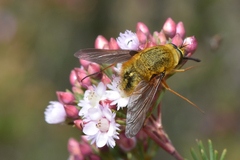 Sisyromyia rutila