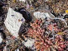 Cheiridopsis rostrata