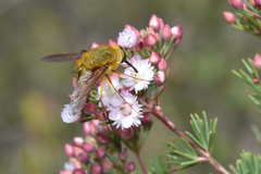 Sisyromyia rutila