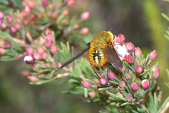 Sisyromyia rutila