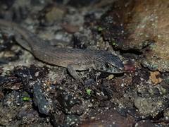 Loxopholis rugiceps