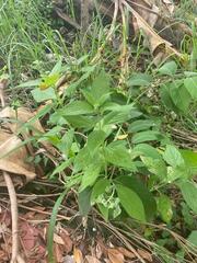 Strobilanthes formosana