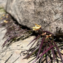 Dendrobium striolatum